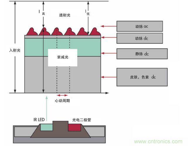 可以用發(fā)光二極管 （LED） 來照亮皮膚，然后測(cè)量反射到一個(gè)光電二極管的光量來監(jiān)測(cè)每個(gè)心動(dòng)周期