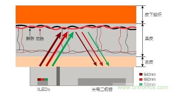 反射光脈搏測(cè)量原理。傳感器發(fā)出的光透過皮膚和組織，一部分被吸收，一部分被反射回檢測(cè)器。因?yàn)閯?dòng)脈中的血流量隨心臟的每次跳動(dòng)會(huì)有所變化，因此光線被吸收的量以及檢測(cè)器收到的信號(hào)強(qiáng)度也會(huì)隨之發(fā)生改變。綠光可以在手腕處提供最佳結(jié)果，而紅光和紅外光一般用于手指測(cè)量。 8