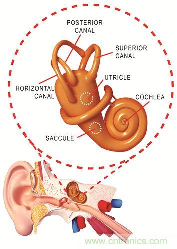 圖1. 人體平衡和聽力是內(nèi)耳中復(fù)雜平衡器官的一部分。