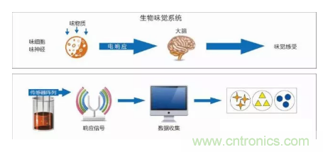 仿生傳感器的定義、原理、分類及應(yīng)用