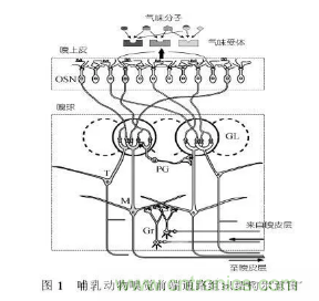 仿生傳感器的定義、原理、分類及應(yīng)用